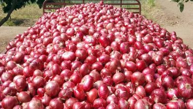 Government gave a big statement regarding onion amid elections