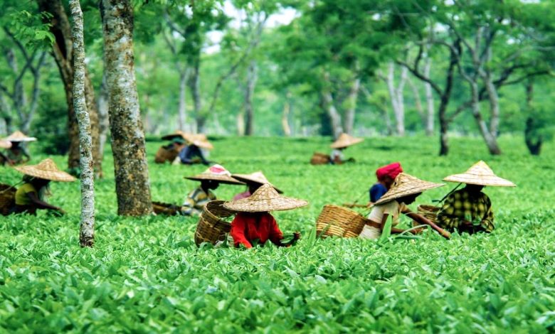 Lovers of traveling will get a unique experience in Assam