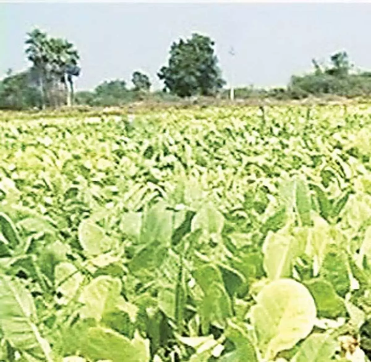 Andhra Pradesh News: Farmers of Ongole in Andhra unhappy with tobacco auction prices