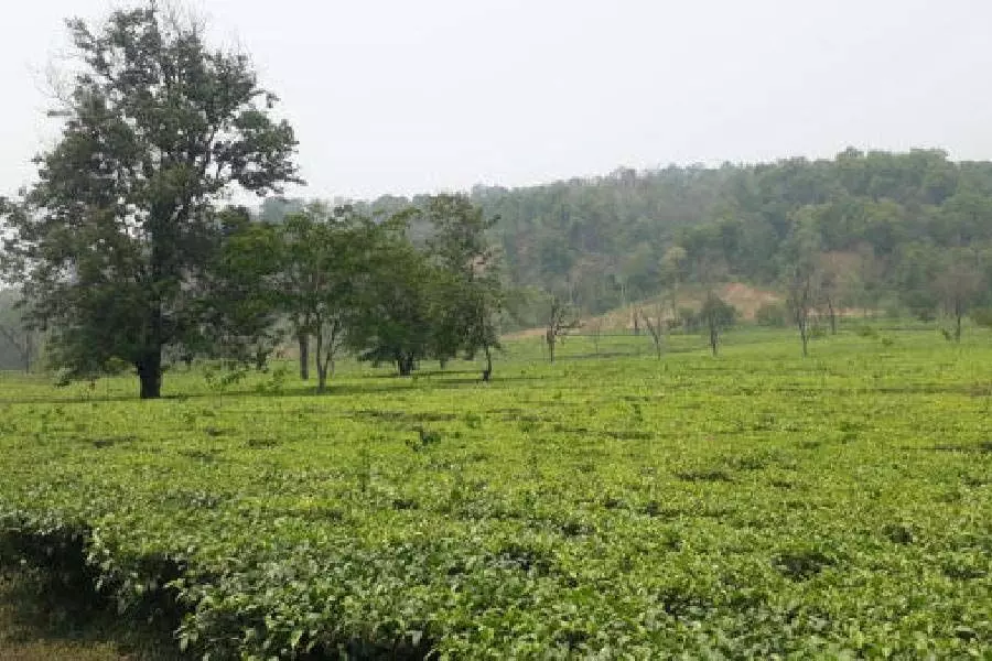 West Bengal: Bullets fired in clash over possession of Chopra tea garden, two injured