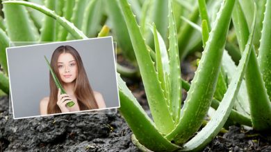 10 DIY Aloe Vera Face Packs for Monsoon Skin Care