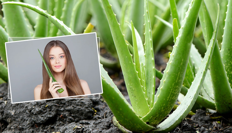 10 DIY Aloe Vera Face Packs for Monsoon Skin Care