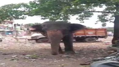 MURDER: Elephant killed mahout, brutally crushed on the ground