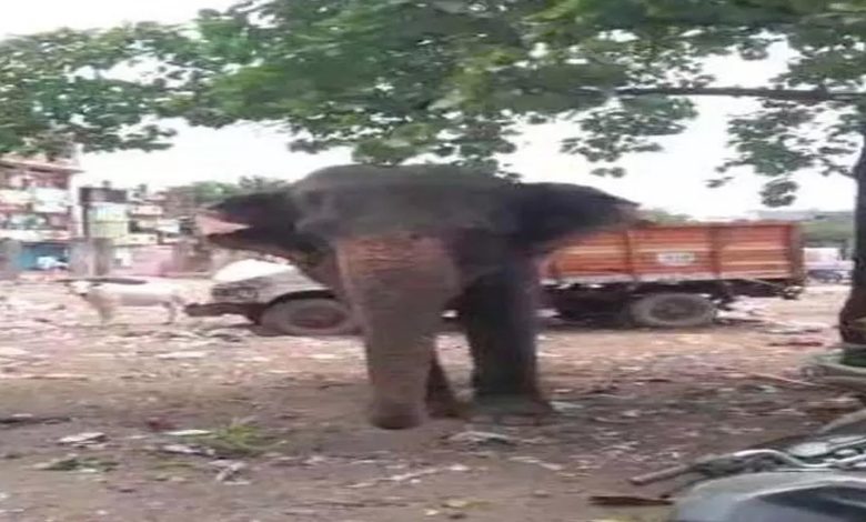 MURDER: Elephant killed mahout, brutally crushed on the ground