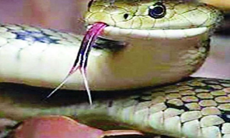 A woman working in the field was bitten by a poisonous snake and died