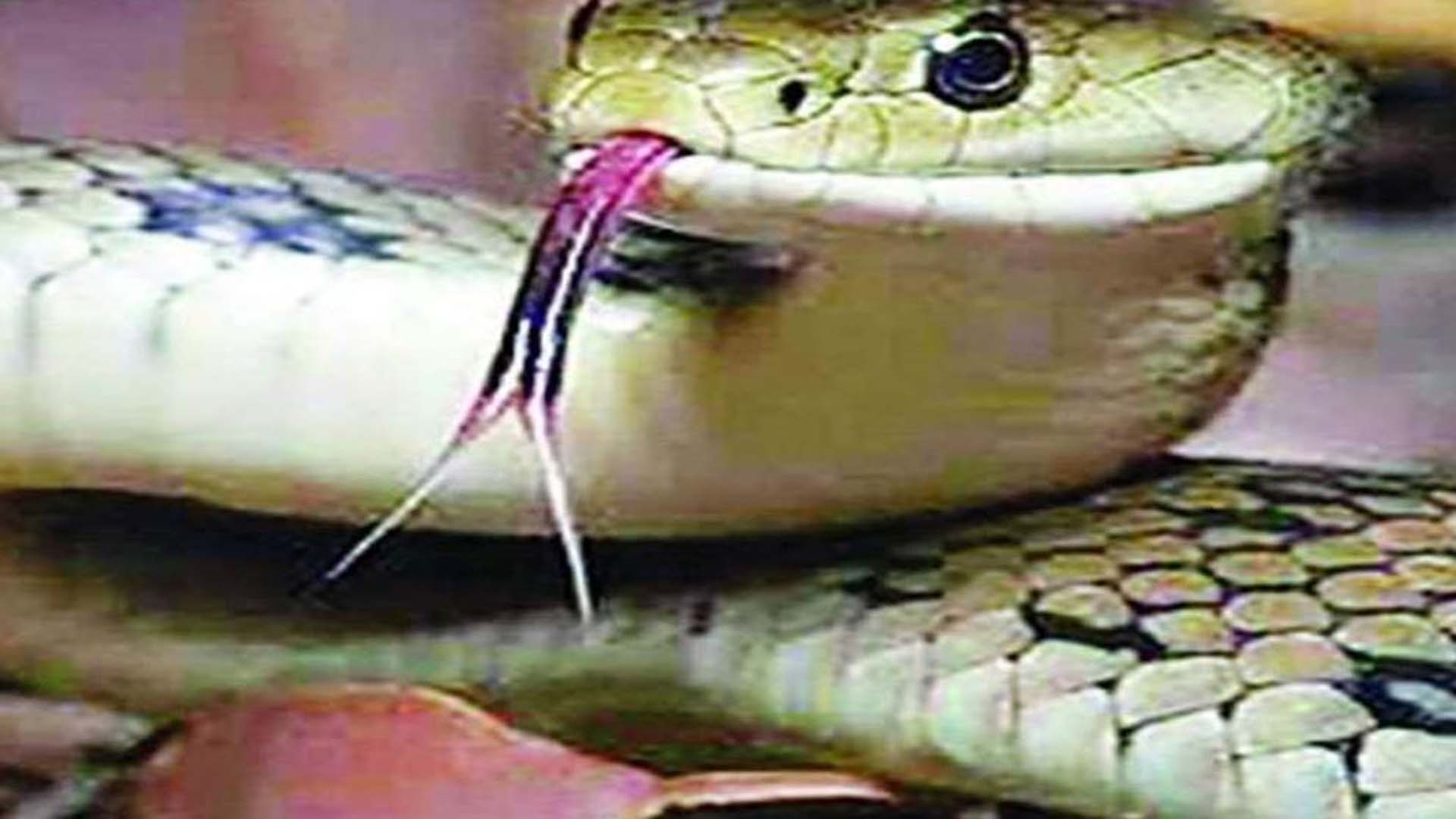 A woman working in the field was bitten by a poisonous snake and died