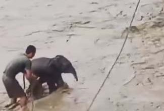 Assam: People rescued a baby elephant trapped in the river