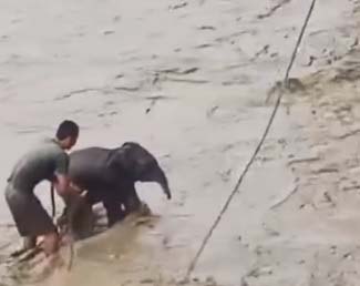 Assam: People rescued a baby elephant trapped in the river