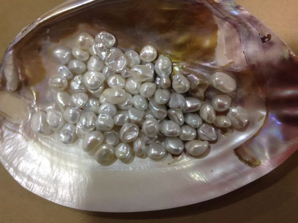 Business: Start pearl farming from home by investing 30 thousand rupees