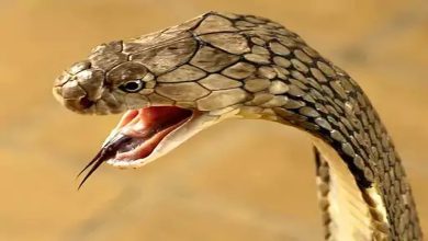 Scaring train passengers with a plastic snake proved costly for the young man, this action was taken