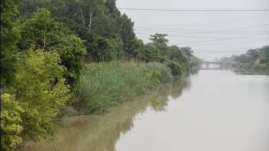 UP stops felling of trees in Noida