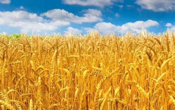 Use these new varieties to increase wheat production