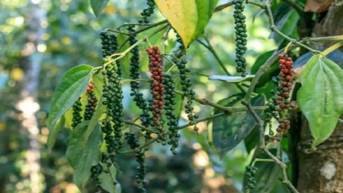 India's pepper market faces supply challenges due to climate change