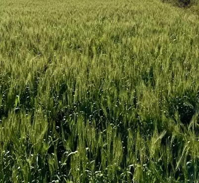 European Commission proposes new plan to provide subsidies to farmers for saving water