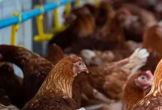 New restrictions on Brazil's chicken trade