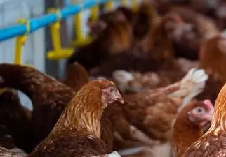 New restrictions on Brazil's chicken trade