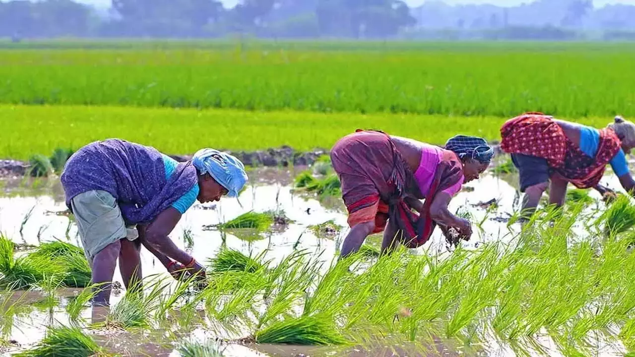 Agriculture: Facing challenges and embracing opportunities