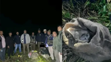 Assam: Tiger bones recovered in Kaziranga, five detained