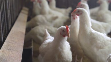 Japan has confirmed an outbreak of avian influenza in Kyoto