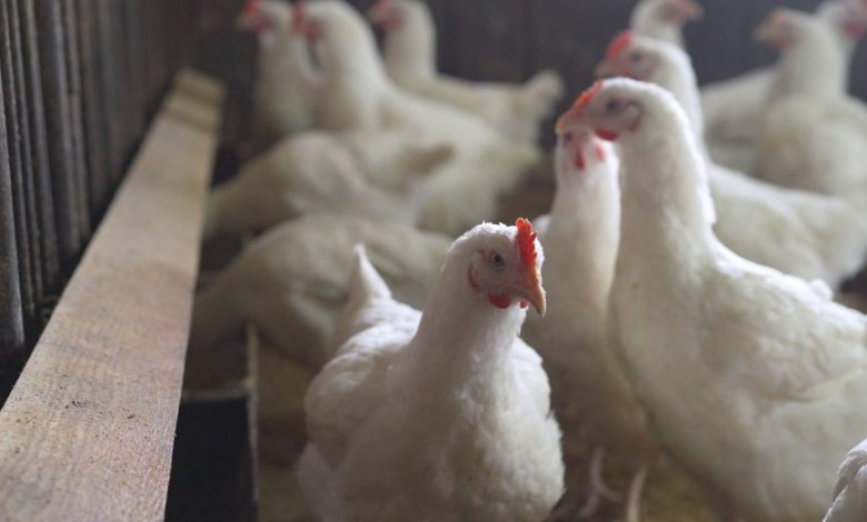 Japan has confirmed an outbreak of avian influenza in Kyoto