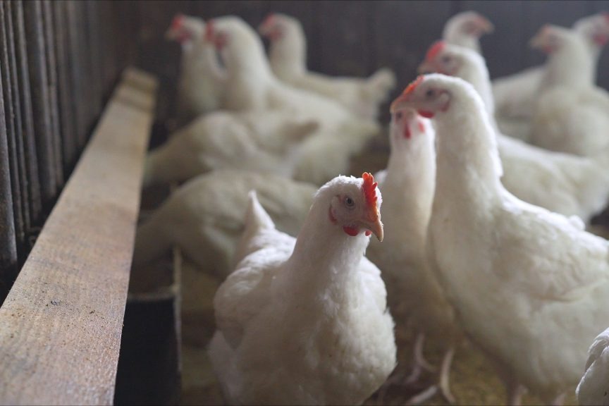 Japan has confirmed an outbreak of avian influenza in Kyoto