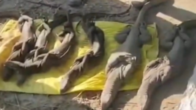 Assam: Illegal wildlife trade busted at Udalguri weekly market; five arrested