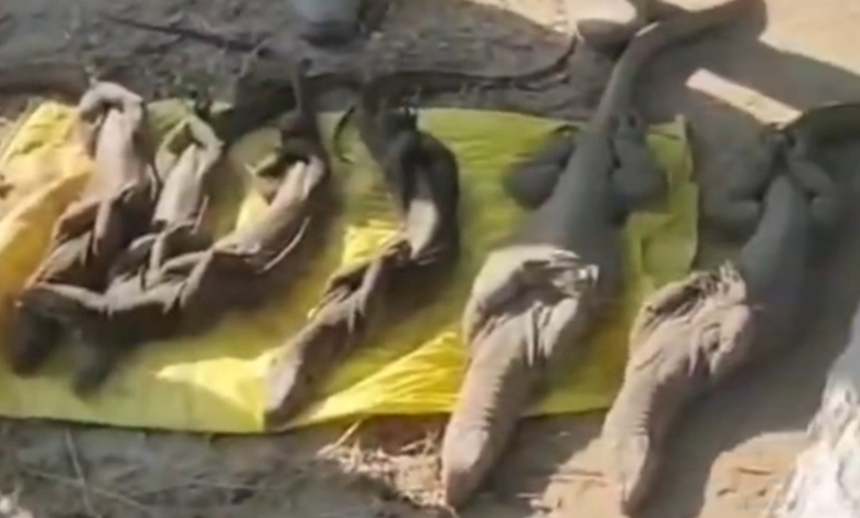 Assam: Illegal wildlife trade busted at Udalguri weekly market; five arrested