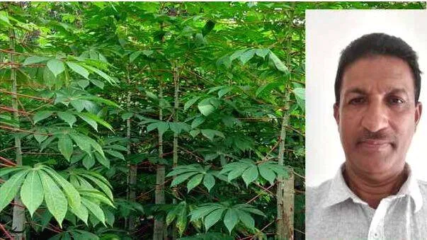 Kerala: Tapioca 'Manna' is Johnson's own; patented as a crop protector