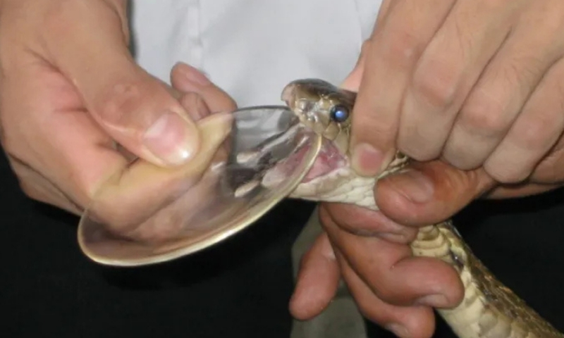 ICMR's important decision: Assam selected as the demo model for national snakebite research.