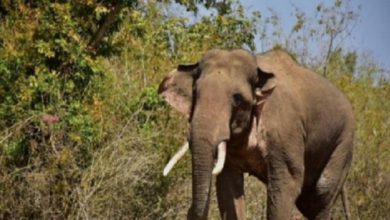 Odisha: Man crushed to death by elephant in Khurda
