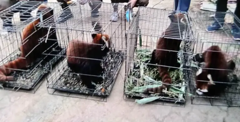 Assam: Questions raised over 3 pandas transferred to Vantara Zoo