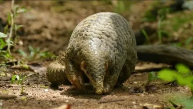 Nagaland tribe creates protective cover for pangolin
