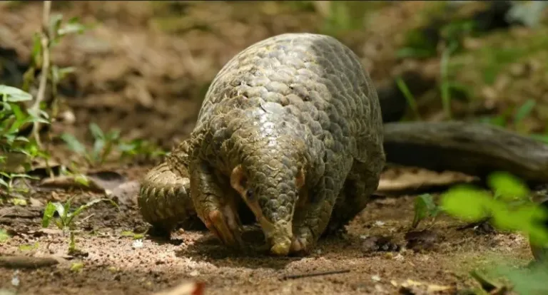 Nagaland tribe creates protective cover for pangolin