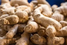 Mizoram: Investigation reveals Rs 4.5 crore ginger subsidy fraud