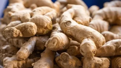 Mizoram: Investigation reveals Rs 4.5 crore ginger subsidy fraud