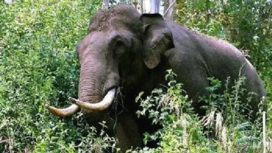 Kerala: Young man dies in wild elephant attack in Thrissur.