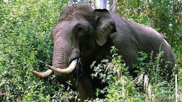 Kerala: Young man dies in wild elephant attack in Thrissur.