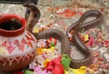 Berhampur: Snakes banned during Danda Yatra; RCCF issues strict guidelines