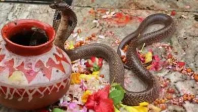 Berhampur: Snakes banned during Danda Yatra; RCCF issues strict guidelines