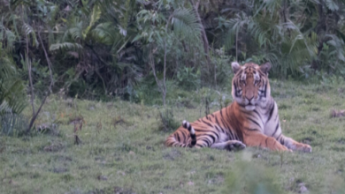 Mutilated carcass of a Royal Bengal tiger found in Sonitpur