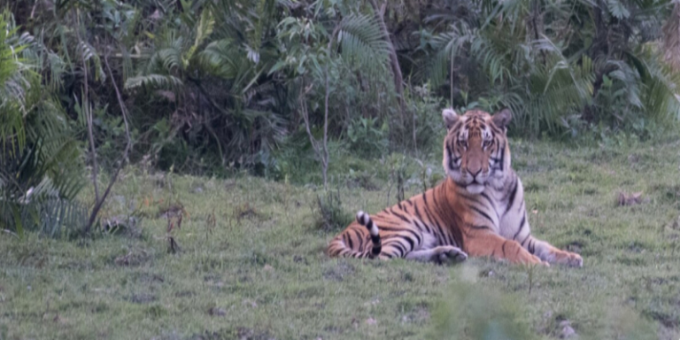 Mutilated carcass of a Royal Bengal tiger found in Sonitpur