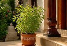 Do not keep this thing near Tulsi, it will stop your progress