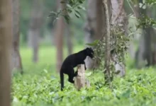 Assam: Rare melanistic black panther spotted in Manas National Park
