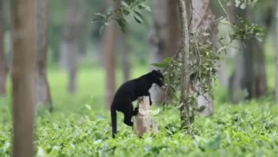 Assam: Rare melanistic black panther spotted in Manas National Park