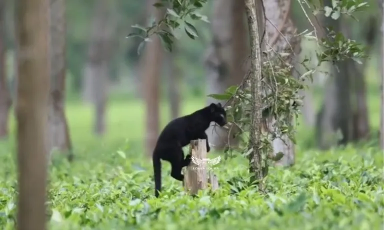 Assam: Rare melanistic black panther spotted in Manas National Park