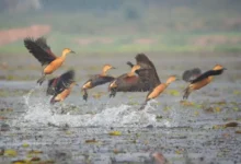 Bird watching goes digital in Assam: First digital bird archive 'Pokkhi' launched