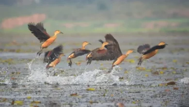 Bird watching goes digital in Assam: First digital bird archive 'Pokkhi' launched