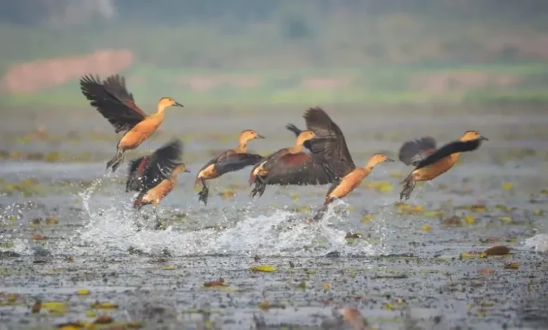 Bird watching goes digital in Assam: First digital bird archive 'Pokkhi' launched