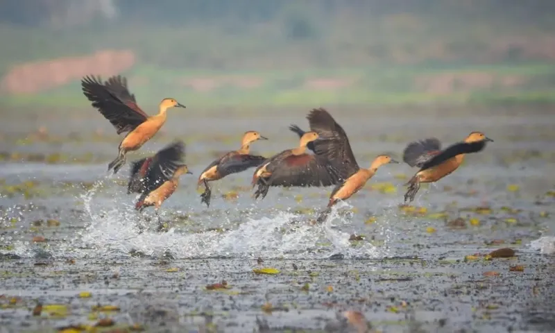 Bird watching goes digital in Assam: First digital bird archive 'Pokkhi' launched